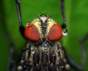 Preview wallpaper insect, eyes, close-up, drops