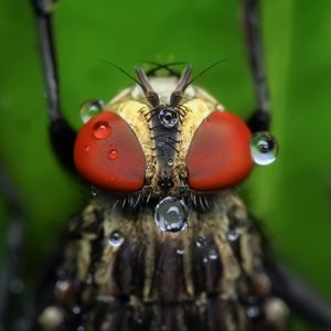 Preview wallpaper insect, eyes, close-up, drops