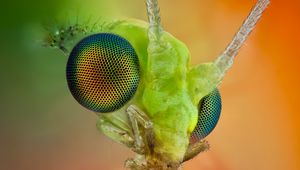 Preview wallpaper insect, eyes, whiskers, bright