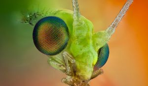 Preview wallpaper insect, eyes, whiskers, bright