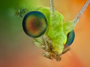 Preview wallpaper insect, eyes, whiskers, bright