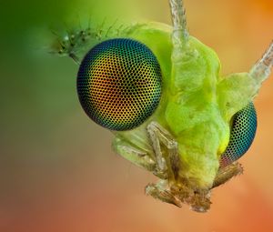 Preview wallpaper insect, eyes, whiskers, bright