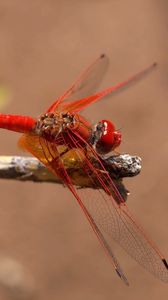 Preview wallpaper insect, flight, color, plant