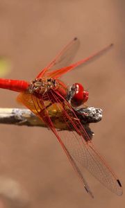 Preview wallpaper insect, flight, color, plant