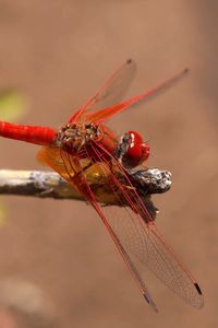 Preview wallpaper insect, flight, color, plant