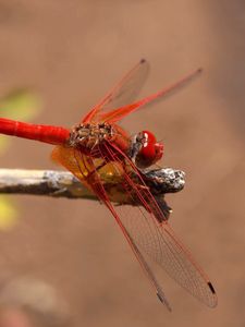 Preview wallpaper insect, flight, color, plant