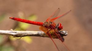 Preview wallpaper insect, flight, color, plant