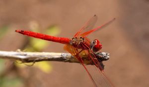 Preview wallpaper insect, flight, color, plant