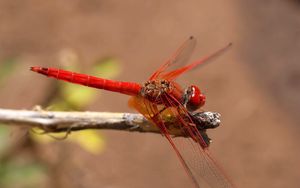 Preview wallpaper insect, flight, color, plant