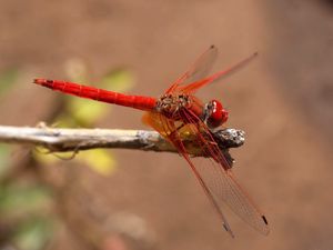 Preview wallpaper insect, flight, color, plant