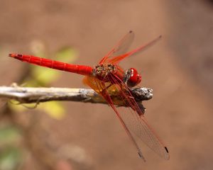 Preview wallpaper insect, flight, color, plant