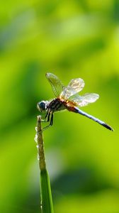 Preview wallpaper insect, flight, twig, grass