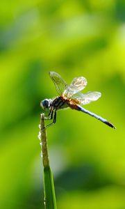 Preview wallpaper insect, flight, twig, grass