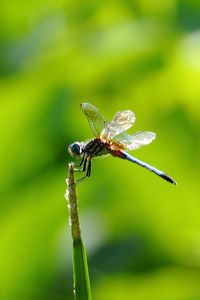 Preview wallpaper insect, flight, twig, grass