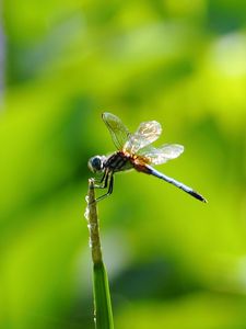 Preview wallpaper insect, flight, twig, grass