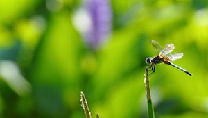 Preview wallpaper insect, flight, twig, grass