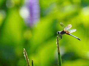 Preview wallpaper insect, flight, twig, grass