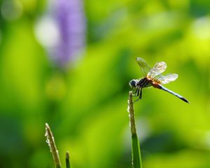 Preview wallpaper insect, flight, twig, grass