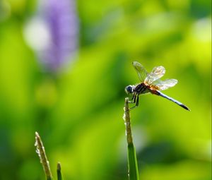 Preview wallpaper insect, flight, twig, grass