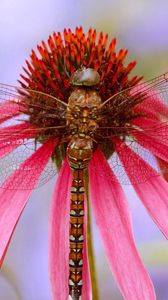 Preview wallpaper insect, flower, color, wings