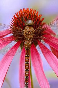 Preview wallpaper insect, flower, color, wings