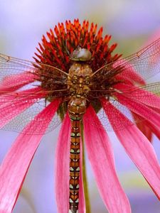 Preview wallpaper insect, flower, color, wings