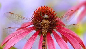 Preview wallpaper insect, flower, color, wings