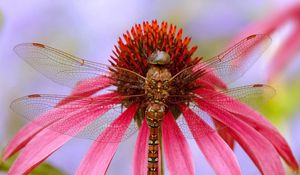 Preview wallpaper insect, flower, color, wings