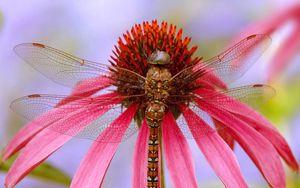 Preview wallpaper insect, flower, color, wings