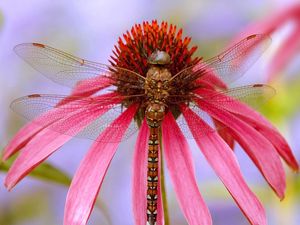 Preview wallpaper insect, flower, color, wings