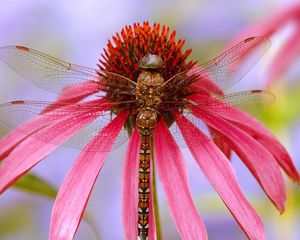 Preview wallpaper insect, flower, color, wings