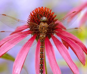 Preview wallpaper insect, flower, color, wings