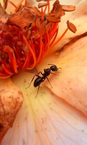 Preview wallpaper insect, flower, crawl, petals