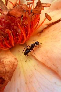 Preview wallpaper insect, flower, crawl, petals