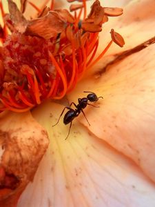 Preview wallpaper insect, flower, crawl, petals
