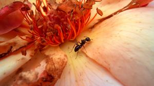 Preview wallpaper insect, flower, crawl, petals