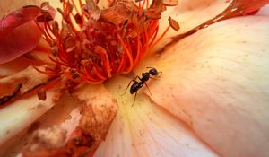 Preview wallpaper insect, flower, crawl, petals