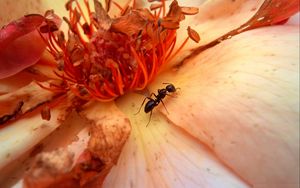 Preview wallpaper insect, flower, crawl, petals