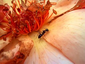 Preview wallpaper insect, flower, crawl, petals