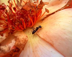 Preview wallpaper insect, flower, crawl, petals