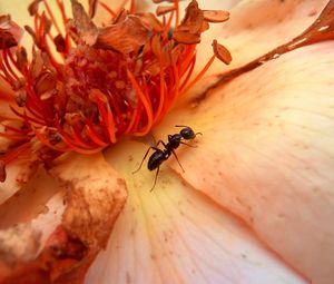 Preview wallpaper insect, flower, crawl, petals