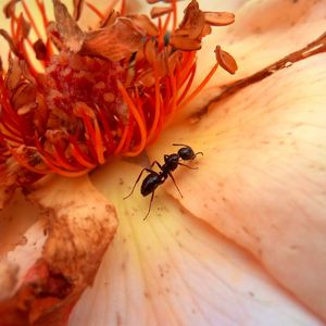 Preview wallpaper insect, flower, crawl, petals