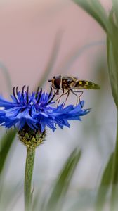 Preview wallpaper insect, flower, macro, blur, blue