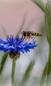 Preview wallpaper insect, flower, macro, blur, blue