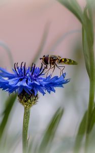 Preview wallpaper insect, flower, macro, blur, blue