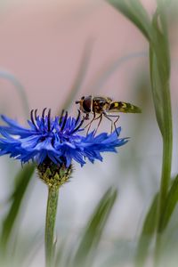 Preview wallpaper insect, flower, macro, blur, blue