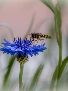 Preview wallpaper insect, flower, macro, blur, blue