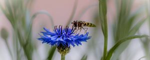 Preview wallpaper insect, flower, macro, blur, blue