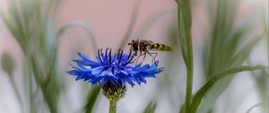 Preview wallpaper insect, flower, macro, blur, blue