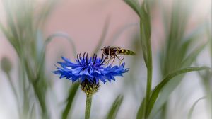 Preview wallpaper insect, flower, macro, blur, blue